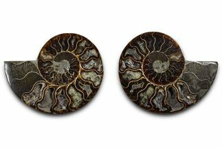 Cut & Polished Ammonite Fossil - Madagascar #379119
