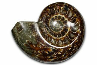 Polished Fossil Ammonite Dish - Madagascar #383905
