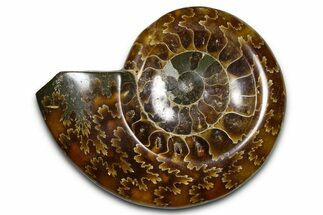 Polished Fossil Ammonite Dish - Madagascar #383906