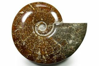 Polished Ammonite (Cleoniceras) Fossil - Madagascar #377352