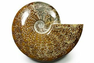 Polished Ammonite (Cleoniceras) Fossil - Madagascar #377354