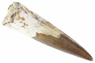 Fossil Spinosaurus Tooth - Real Dinosaur Tooth #383771
