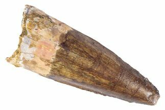 Fossil Spinosaurus Tooth - Real Dinosaur Tooth #383802