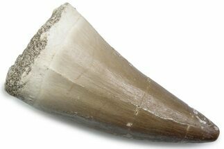 Fossil Mosasaur (Mosasaurus) Tooth - Morocco #384029