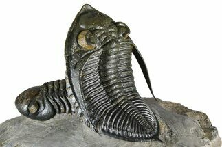 Zlichovaspis Trilobite With Reedops - Orange Eye Facets! #384181