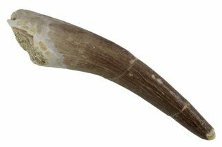 Fossil Plesiosaur (Zarafasaura) Tooth - Morocco #377378