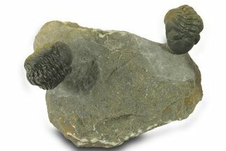 Two Multi-Toned Austerops Trilobite Fossils - Ofaten, Morocco #384228