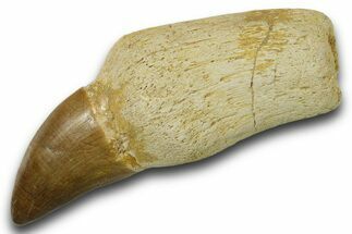 Fossil Rooted Mosasaur (Thalassotitan) Tooth - Morocco #384231