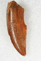 Authentic Raptor Tooth From Morocco - #20110