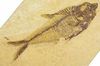 Detailed Fossil Fish (Diplomystus) - Wyoming #384485