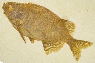 Exceptional Fish (Phareodus) Fossil - Wyoming #384486