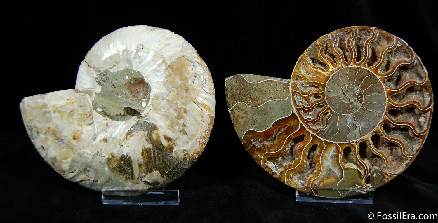 25 Large Ammonite Fossil Cleoniceras Deep Polished