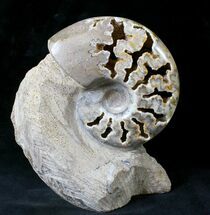 Polished Ammonite Fossil With Stone Base - Tall #20181