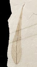 Fossil Poplar Leaf - Green River Formation #20212