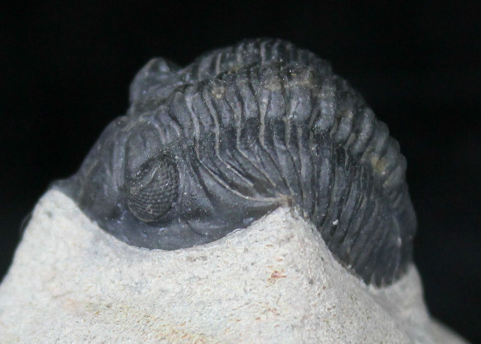 Nice Pseudocryphaeus (Cryphina) Trilobite 1
