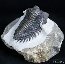 Towered Eye Coltraneia Trilobite - Climbing Position #3127
