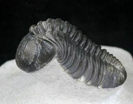 Arched Phacops Trilobite - Great Eyes #20649