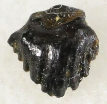 Pachycephalosaurus Tooth #20439