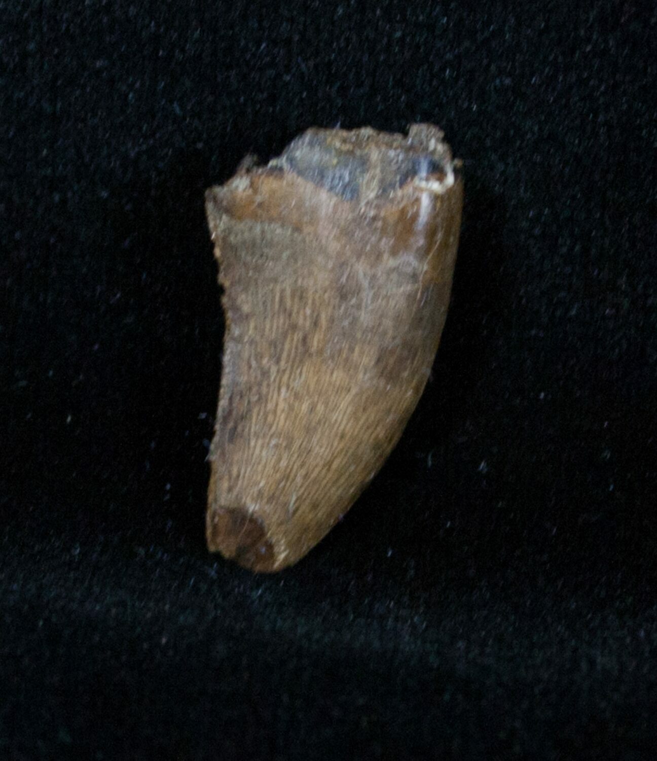 .8 Inch Nanotyrannus Tooth From Montana (#3142) For Sale - FossilEra.com