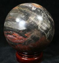 Petrified Wood For Sale - FossilEra.com