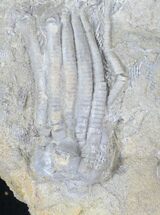 Phanocrinus Crinoid From Alabama #20735