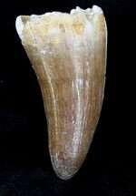 Well Preserved Dyrosaurus Tooth - Morocco #20741