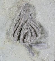 Agaricocrinus Crinoid Fossil - Crawfordsville #20842