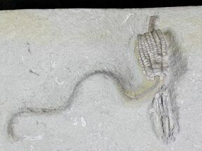 Parascytalocrinus Crinoid Fossil - Crawfordsville #20843