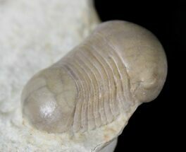 Rare & Very D Bumastoides From Wisconsin - #20882