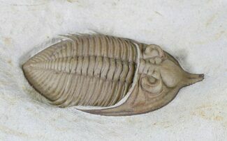 Huntonia Trilobite - Bob Carroll Prepared #20886