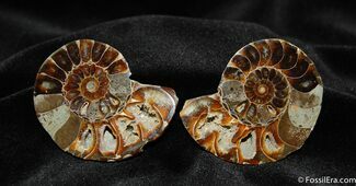 Inch Desmoceras Ammonite Pair #388
