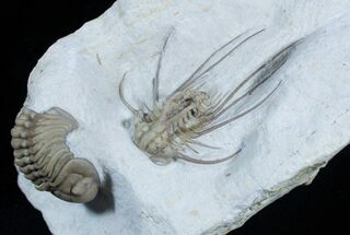 Dicranurus Elegans Trilobite With Lochovella #1894