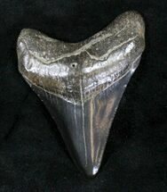 Black Megalodon Tooth - South Carolina #21247