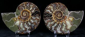 Agatized Ammonite Pair - Million Years #21261