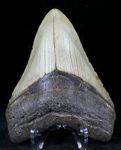 Nice Megalodon Tooth - North Carolina #21311