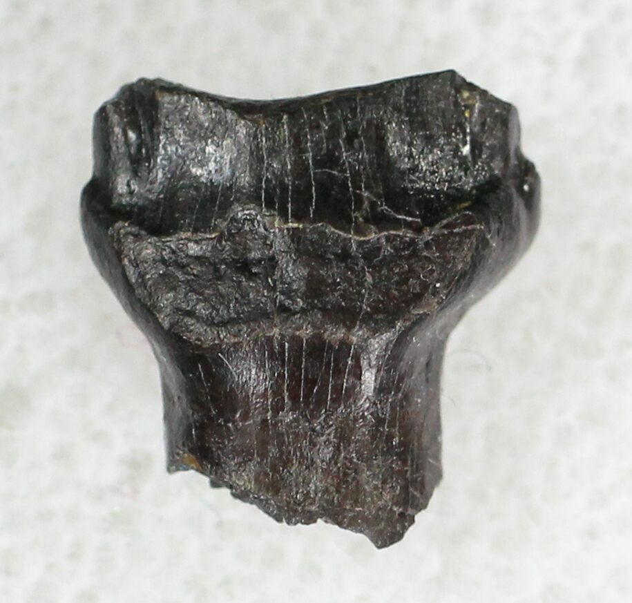 ankylosaurus teeth