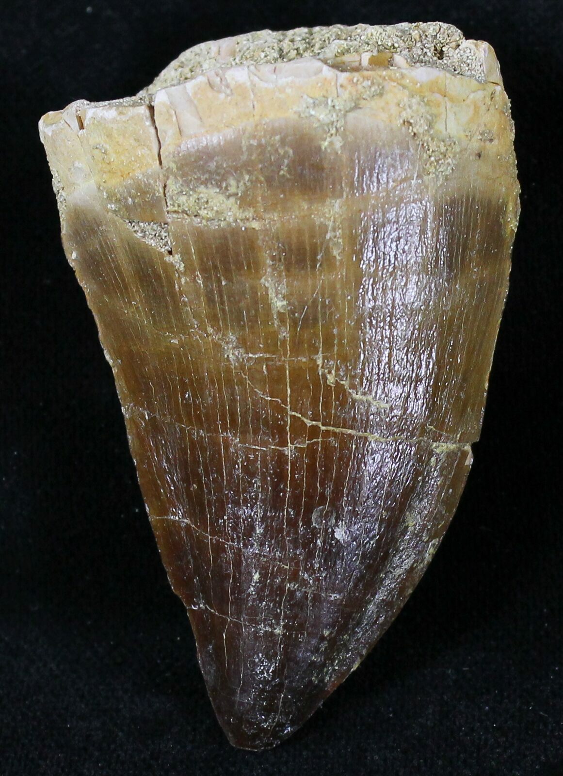 Protacrodus Tooth Large 2