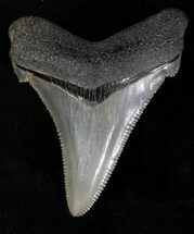 Pristine Angustidens Tooth - Megalodon Ancestor #21718