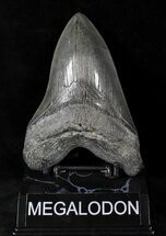 Lower Megalodon Tooth - Georgia #21724