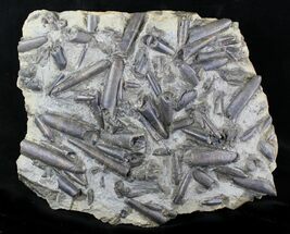 x Belemnite Mass Mortality Plate - Germany #21911