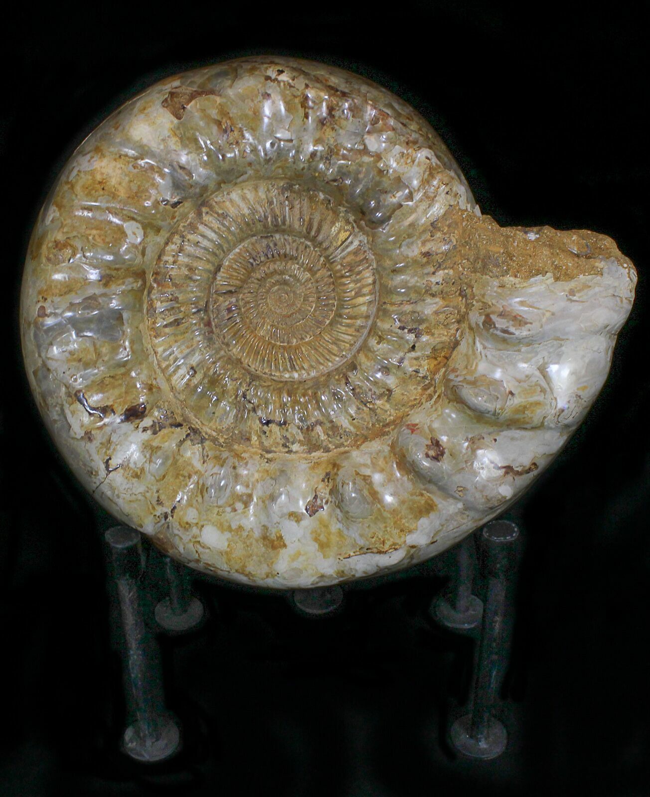 giant ammonite giant ammonite