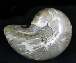 Cretaceous Nautilus Fossil - Iridescent Shell #21937