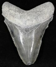 Bluish Gray  Bone Valley Megalodon Tooth #22163
