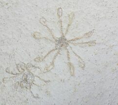 Floating Crinoid Pair (Saccocoma) - Solnhofen Limestone #22473