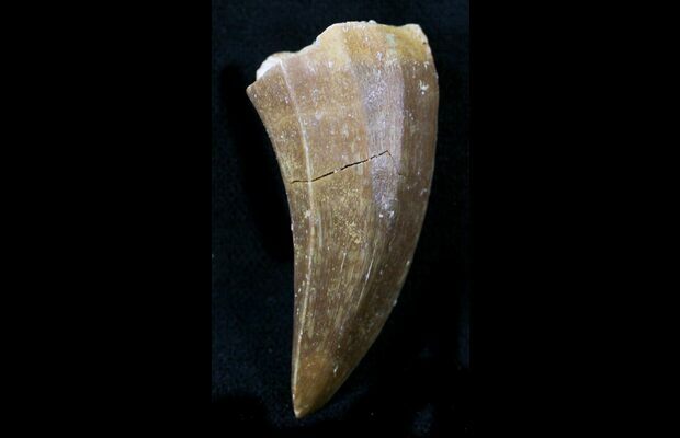 mosasaurus teeth