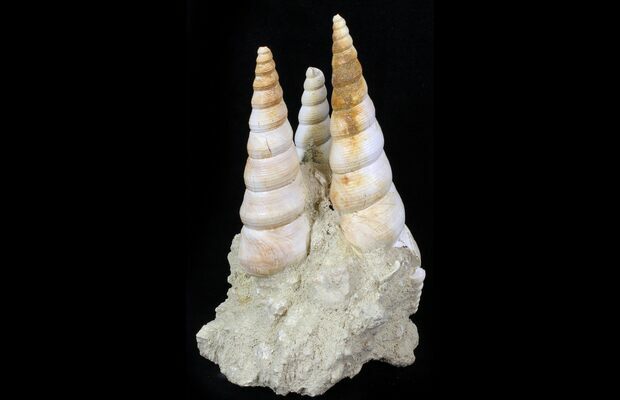 TURRITELLA FOSSIL CLUSTER