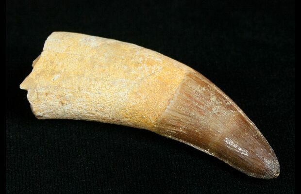 Huge, Rooted Dyrosaurus Tooth - Morocco For Sale (#4557) - FossilEra.com
