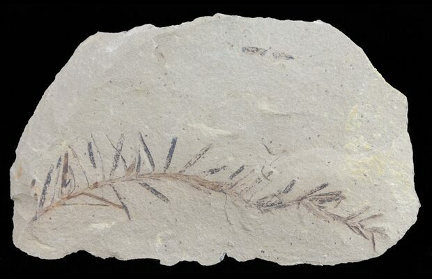 DAWN REDWOOD; Fossil Leaf; Montana