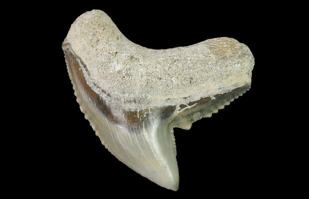 1 27 Fossil Tiger Shark Galeocerdo Tooth Aurora Nc For Sale Fossilera Com