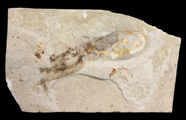 sac fossil